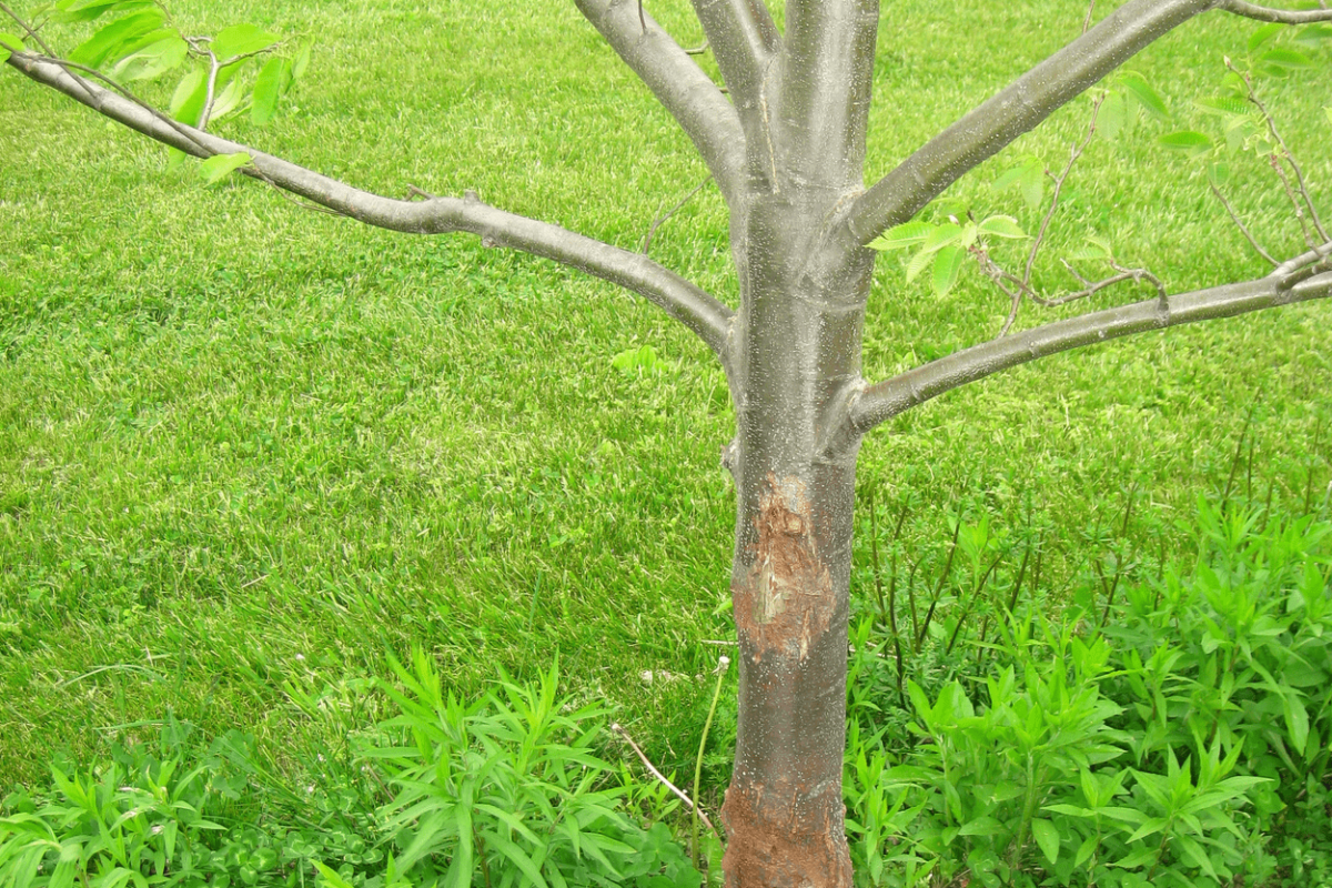 american chestnut tree with blight