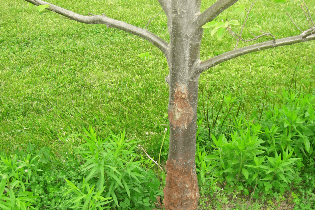 american chestnut tree with blight