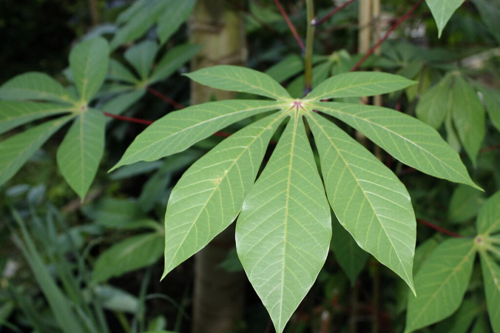 Cassava leaves