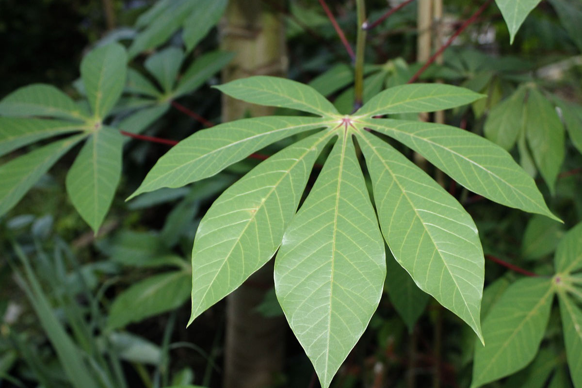 Cassava leaves