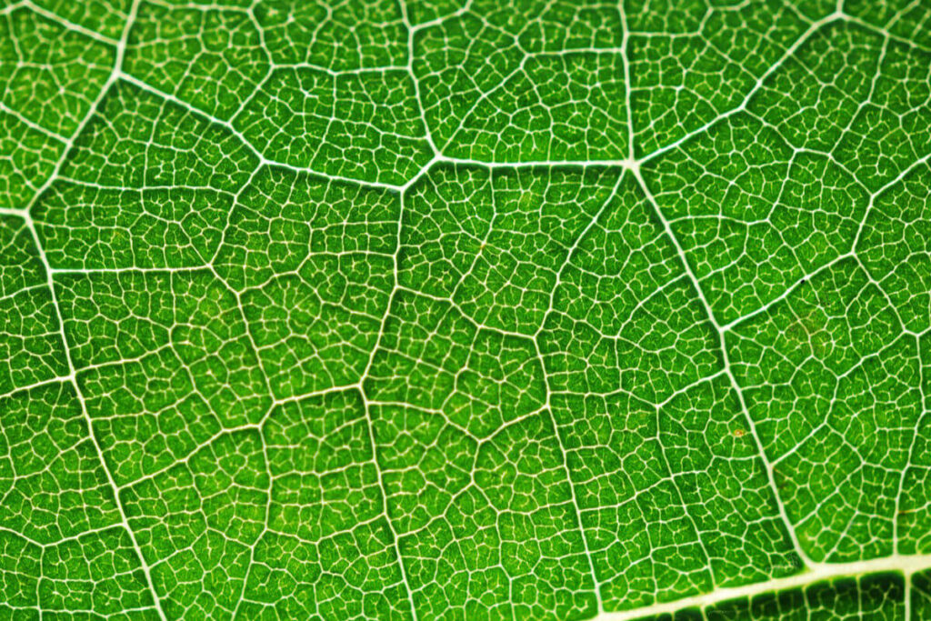 Photosynthesis