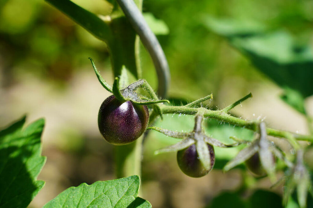 Tomato